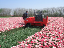 Topping Tulip Hemisphere